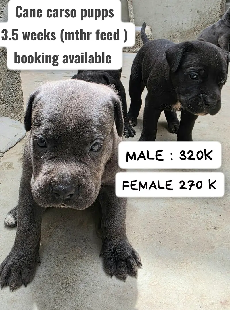 Dogo Argentino | Alabai | cane corso |tebattin mastiff | bull mastif