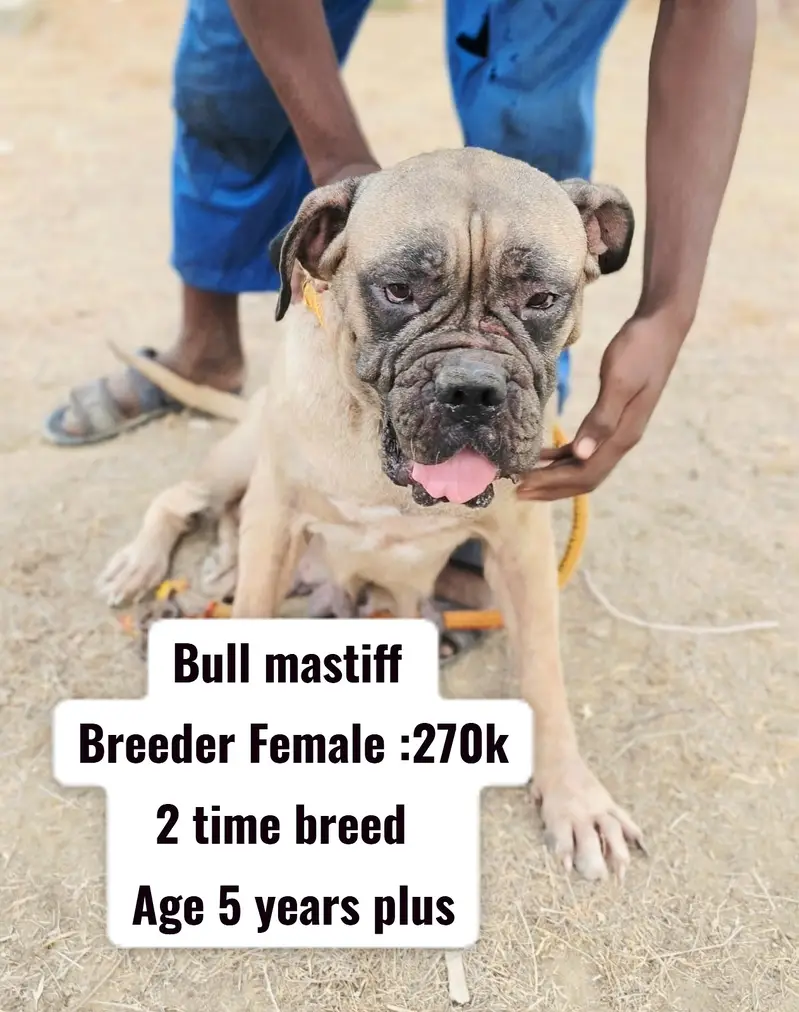 Dogo Argentino | Alabai | cane corso |tebattin mastiff | bull mastif — photo 2