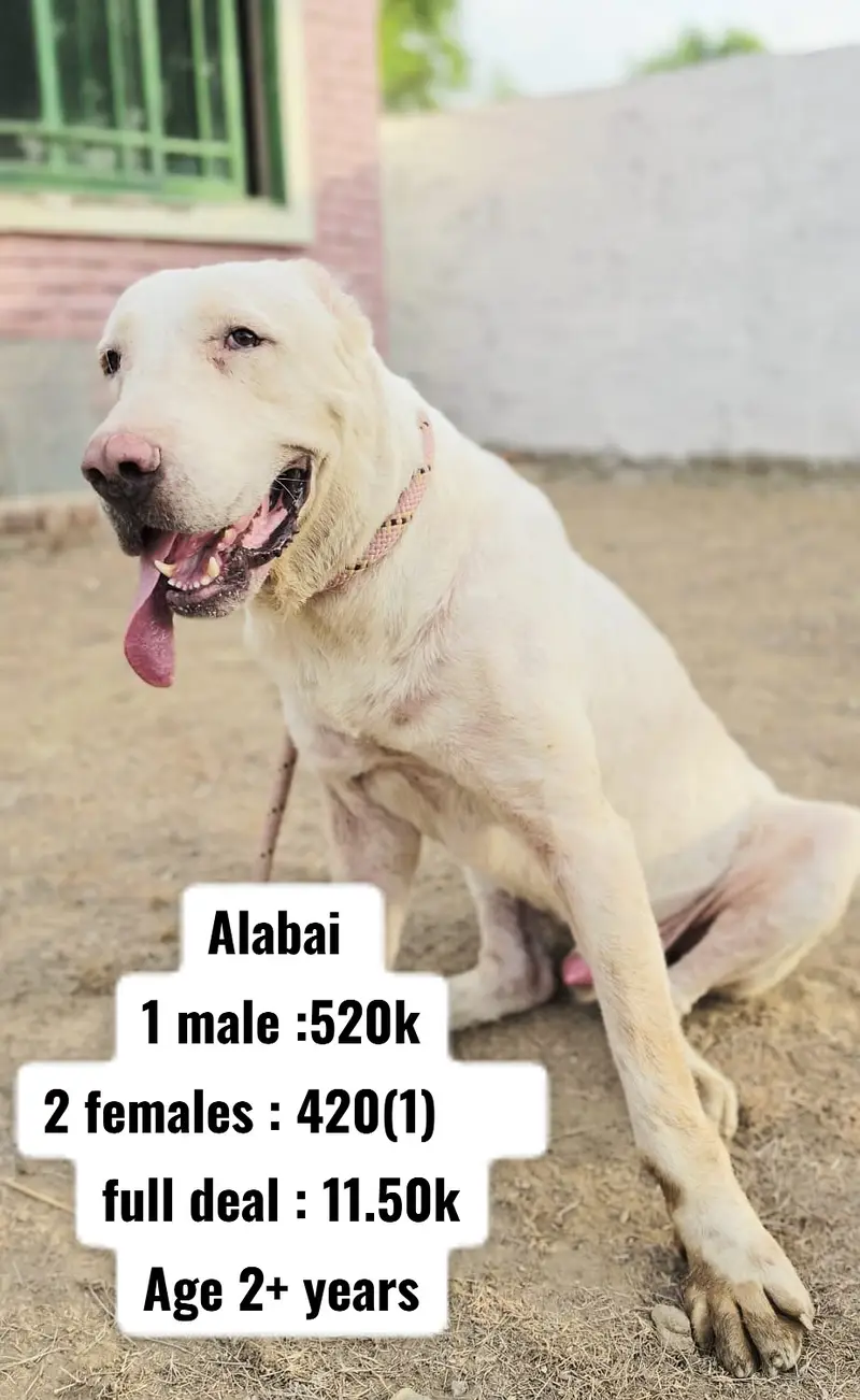 Dogo Argentino | Alabai | cane corso |tebattin mastiff | bull mastif — photo 5
