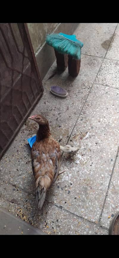 Aseel hen with japanese pakoye chick