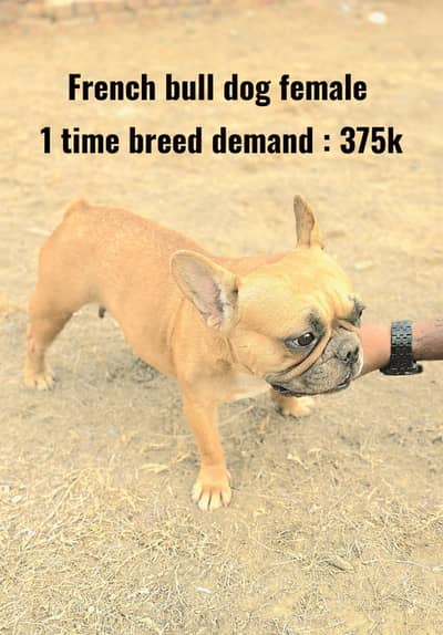 French bulldog Female | Dogo Argentino Female | DOG FOR SALE