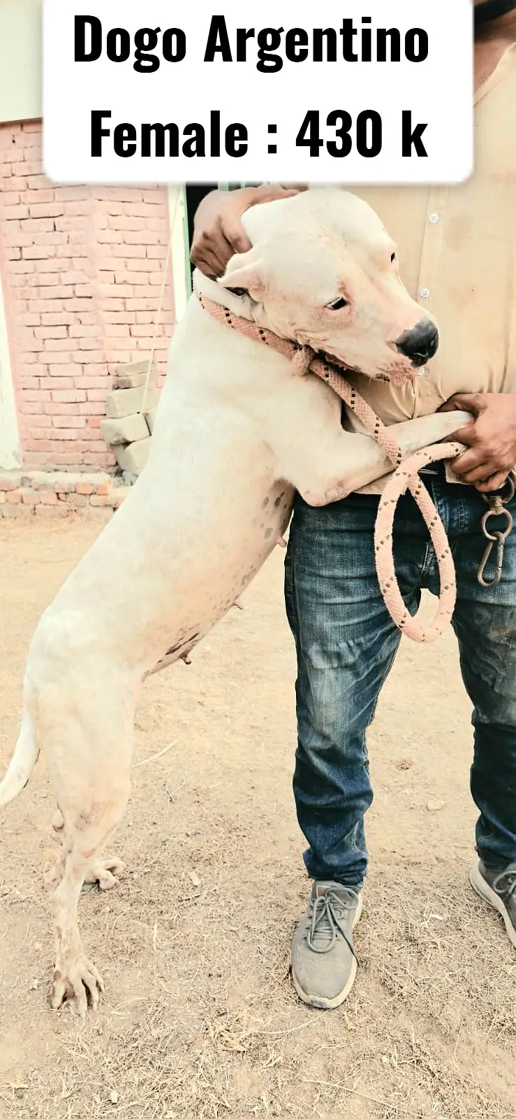 French bulldog Female | Dogo Argentino Female | DOG FOR SALE — photo 2
