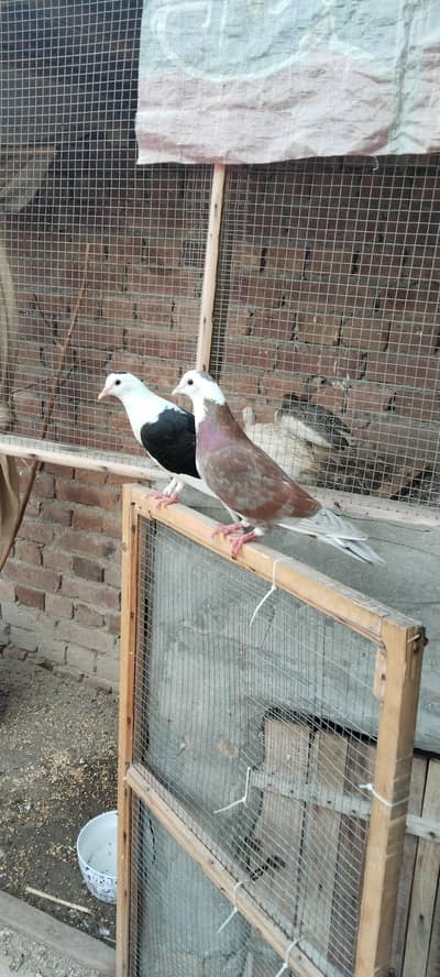 pair of fanci pigeons