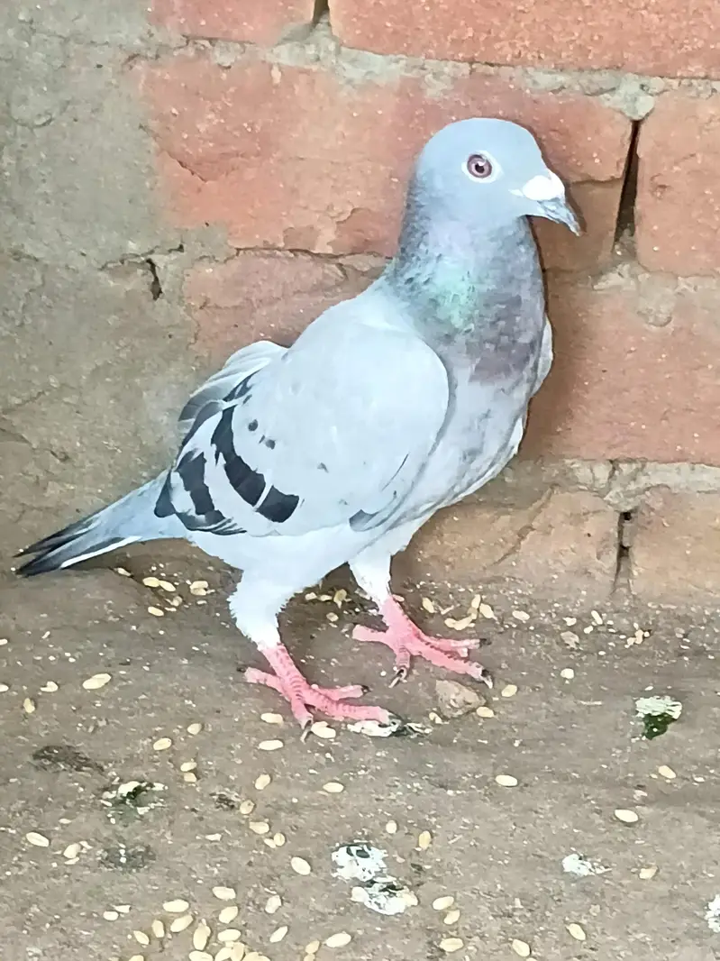 pegoin for sale female — photo 2