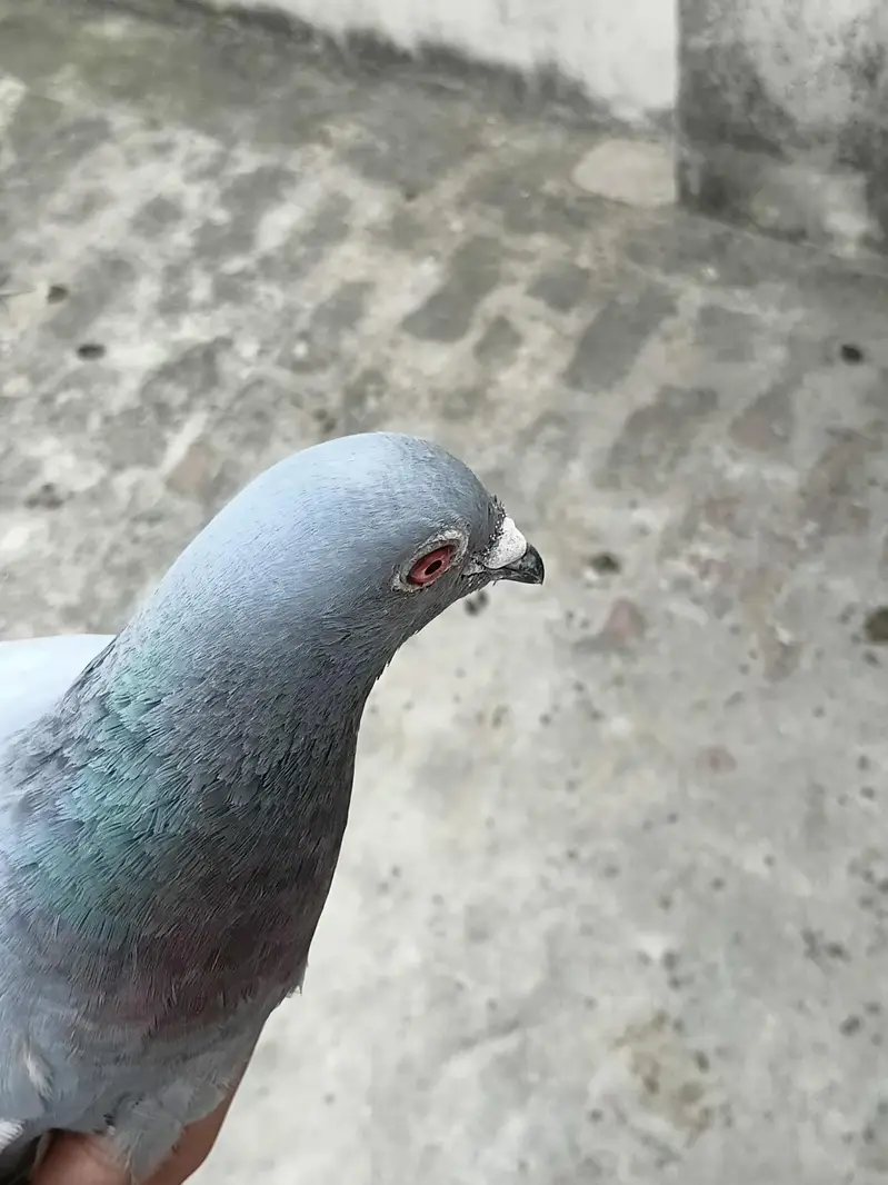 pegoin for sale female — photo 4