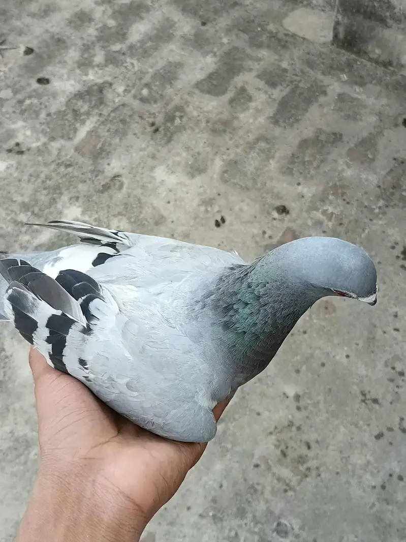 pegoin for sale female — photo 5