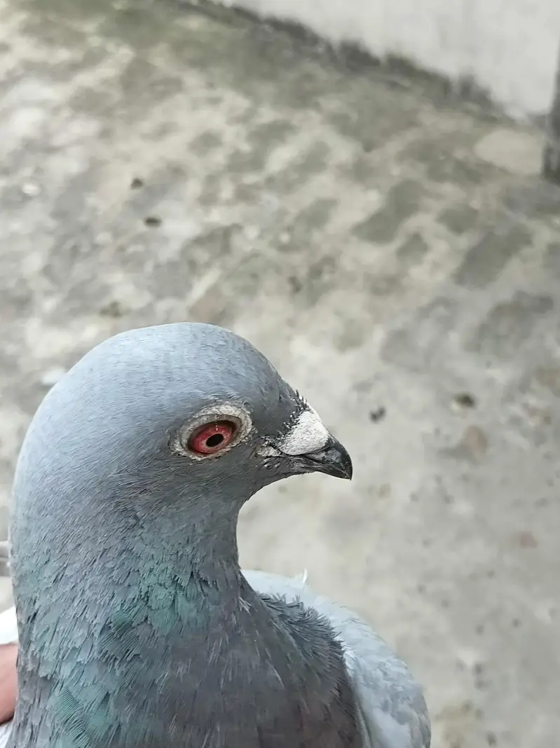 pegoin for sale female — photo 7