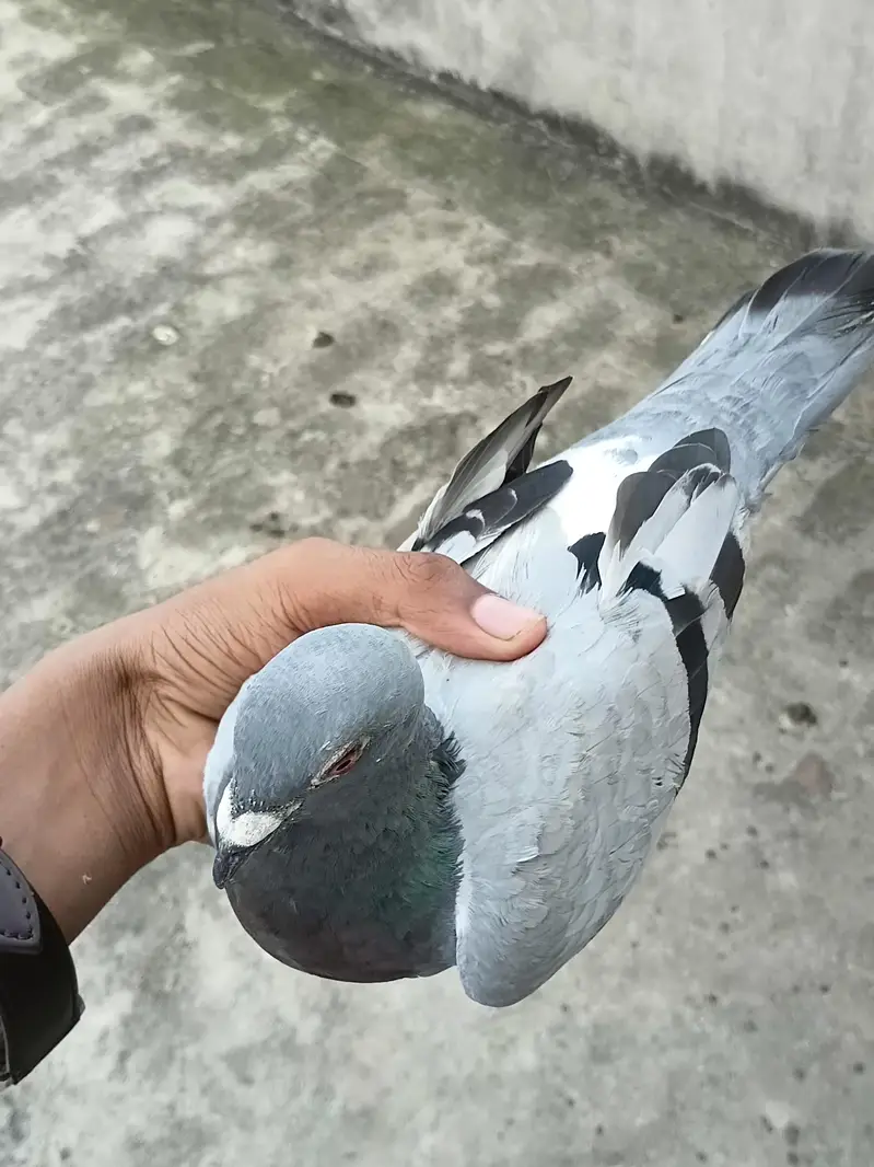 pegoin for sale female — photo 8