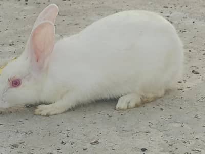 Red Eye Rabit