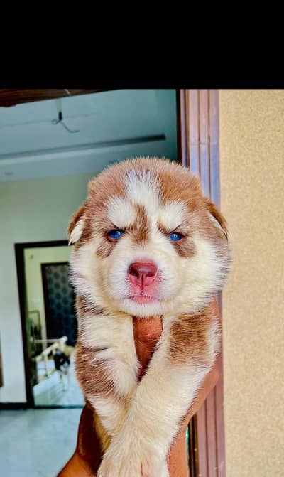 Husky puppies fior sale, Siberian Husky puppies Available for sale