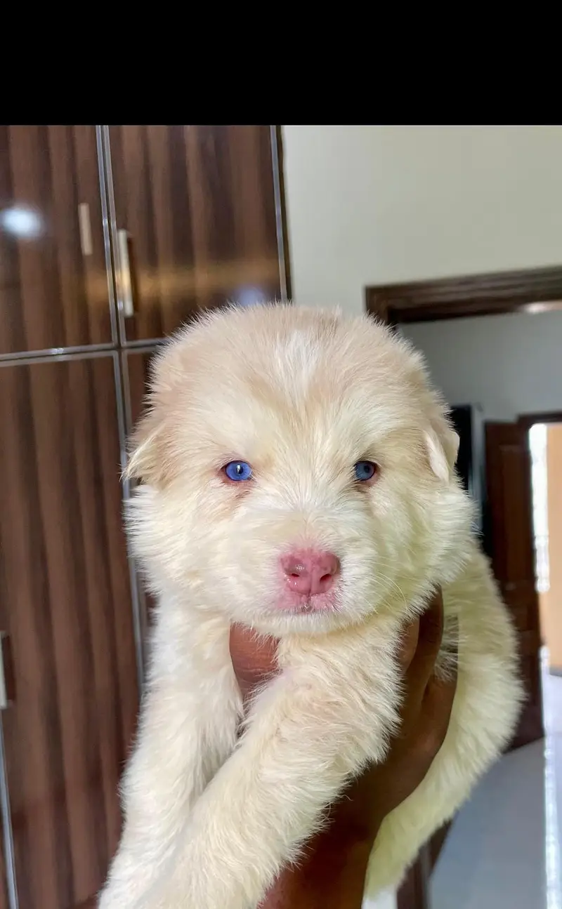 Husky puppies fior sale, Siberian Husky puppies Available for sale — photo 2