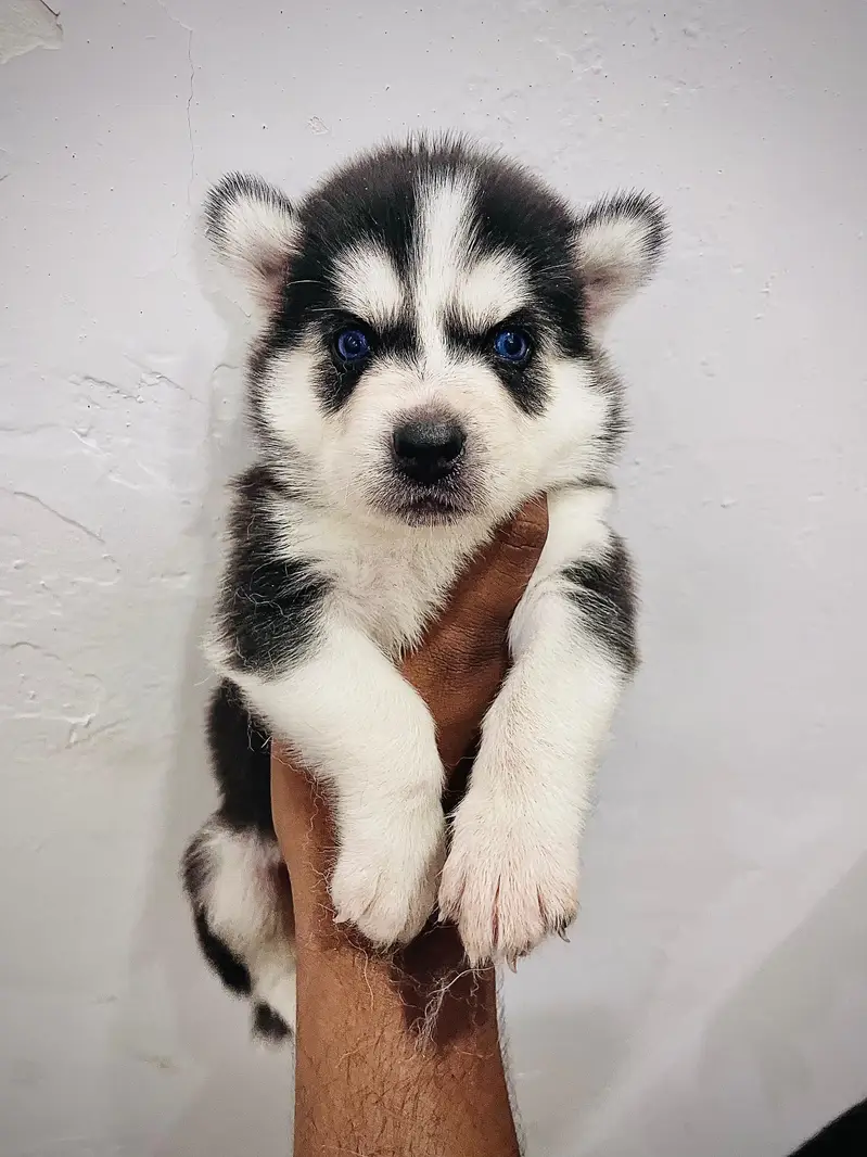 Husky puppies fior sale, Siberian Husky puppies Available for sale — photo 3