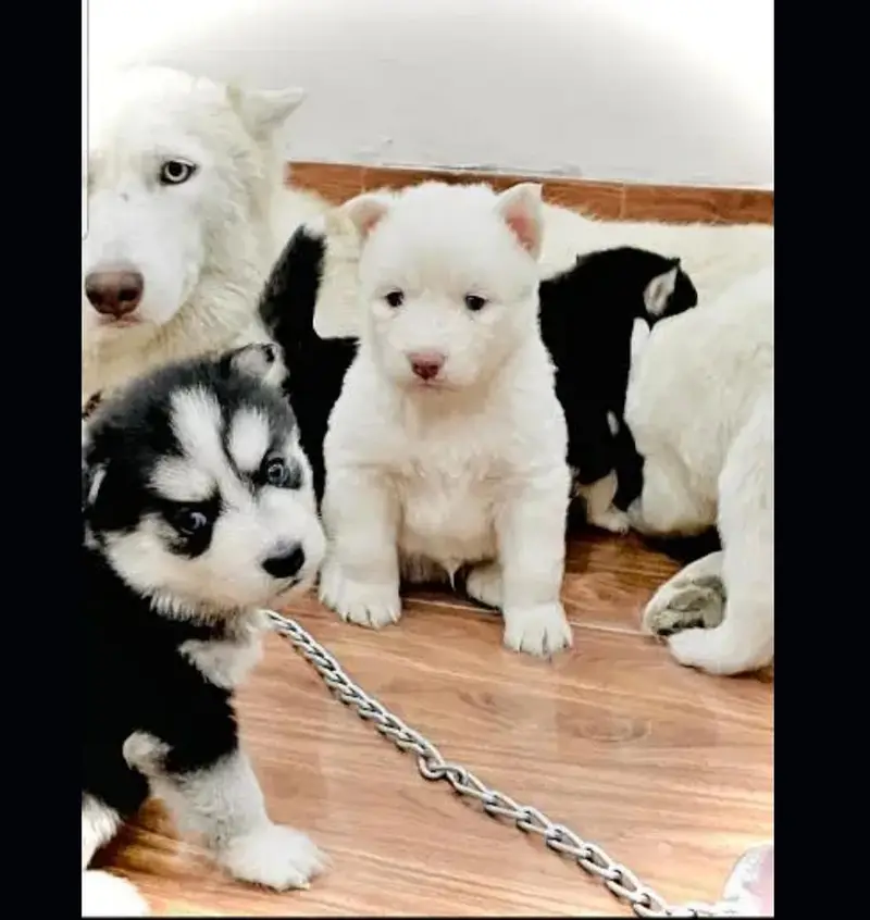Husky puppies fior sale, Siberian Husky puppies Available for sale — photo 4