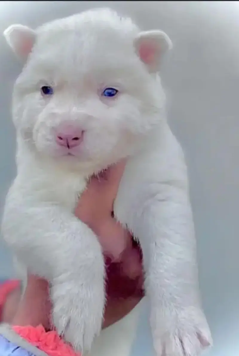 Husky puppies fior sale, Siberian Husky puppies Available for sale — photo 5