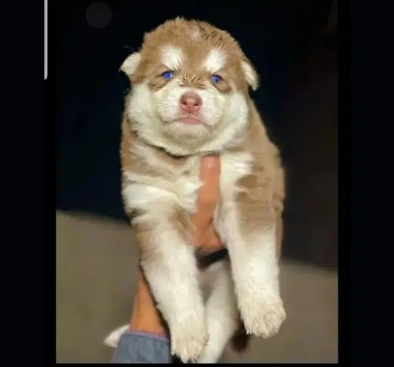 Husky puppies fior sale, Siberian Husky puppies Available for sale — photo 6
