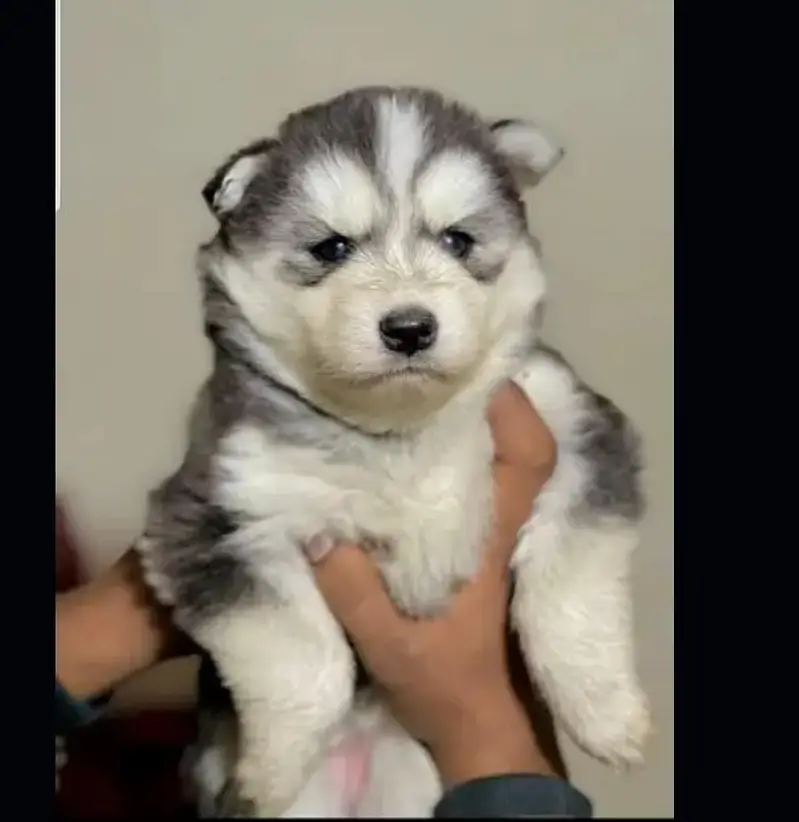 Husky puppies fior sale, Siberian Husky puppies Available for sale — photo 7