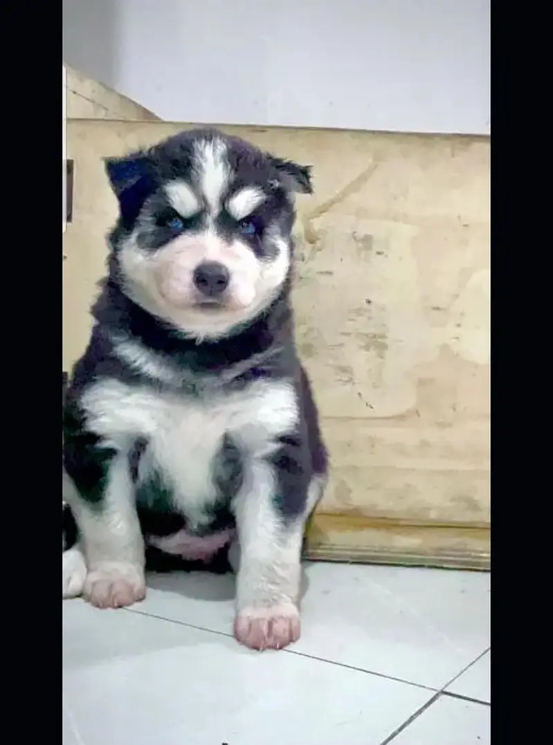 Husky puppies fior sale, Siberian Husky puppies Available for sale — photo 8