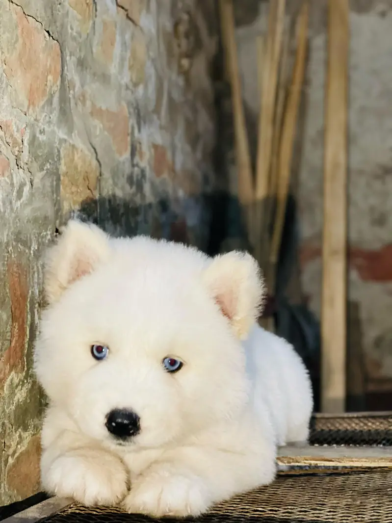 Husky puppies fior sale, Siberian Husky puppies Available for sale — photo 11