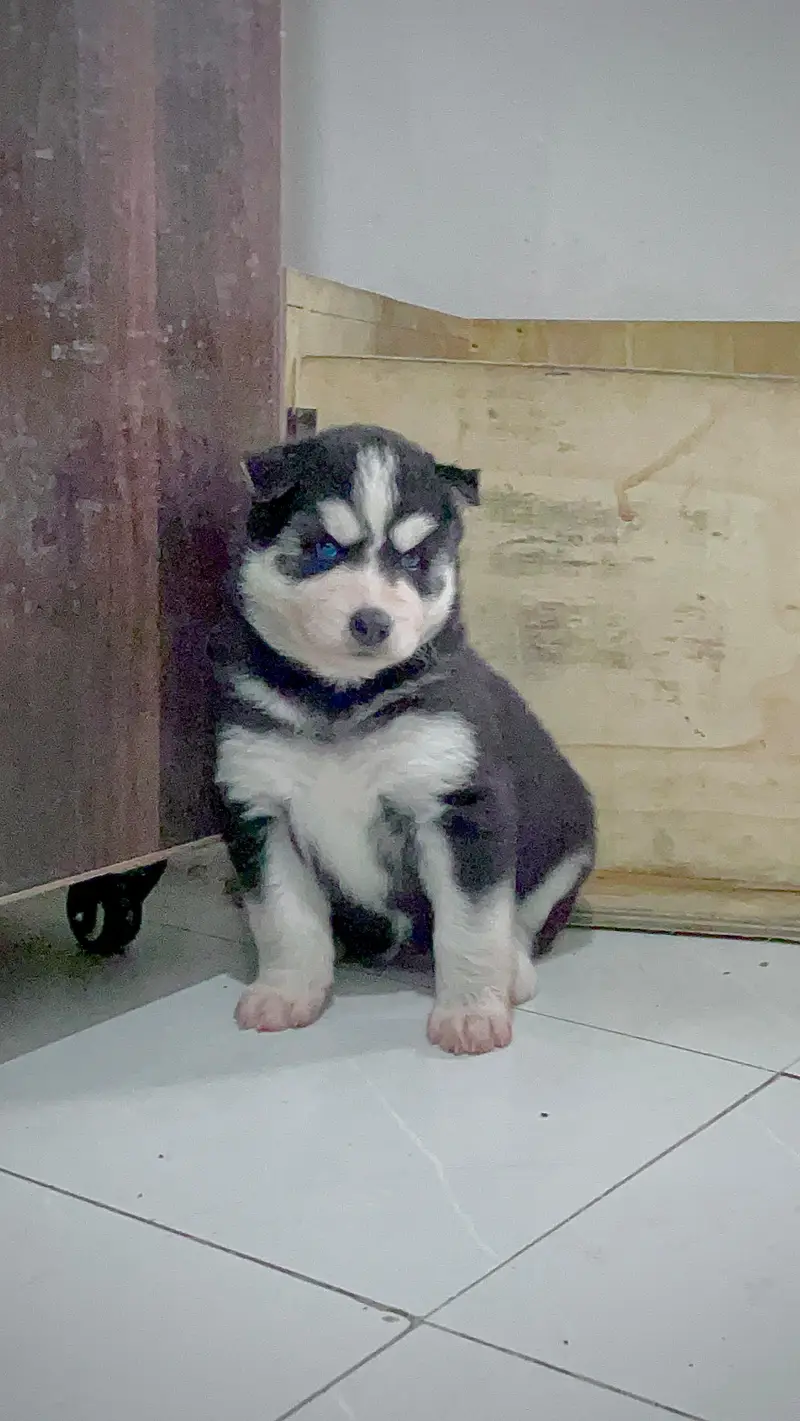 Husky puppies fior sale, Siberian Husky puppies Available for sale — photo 12