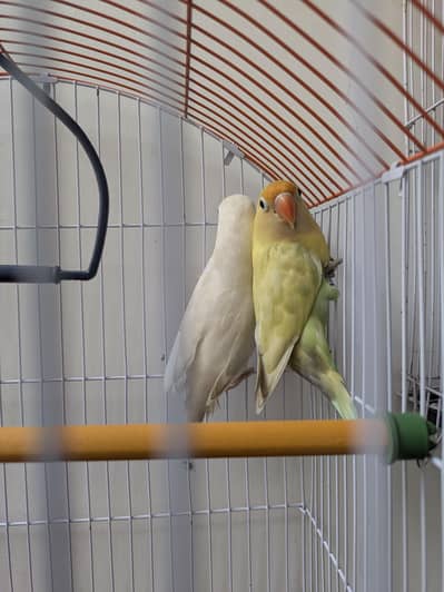 lovebird pair