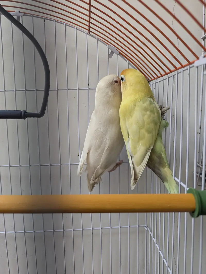 lovebird pair — photo 2