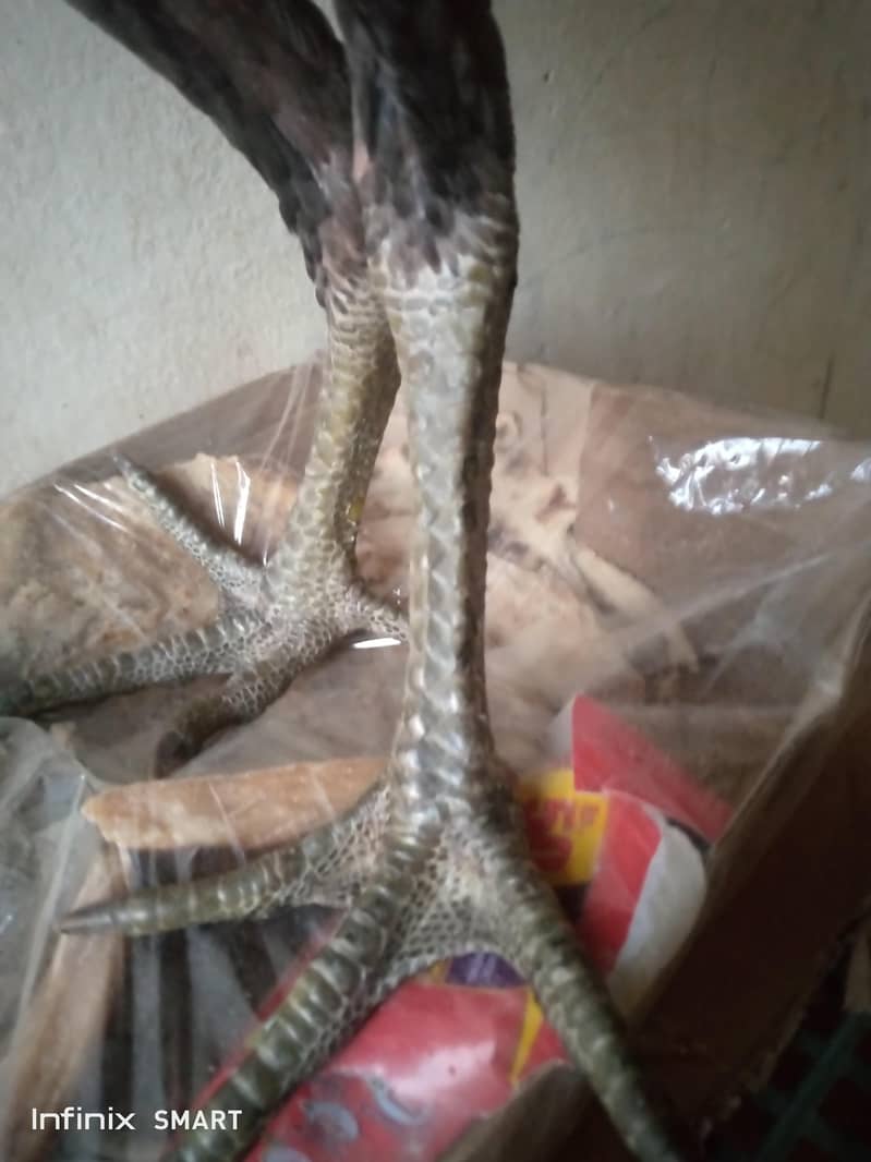 dargon 1
