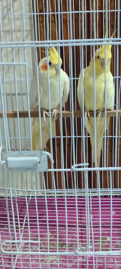 Cockatiel Parrots Pair for Sale | Beautiful, Mature & Active