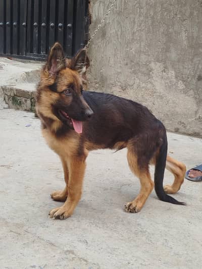 German shepherd Long Coat Male