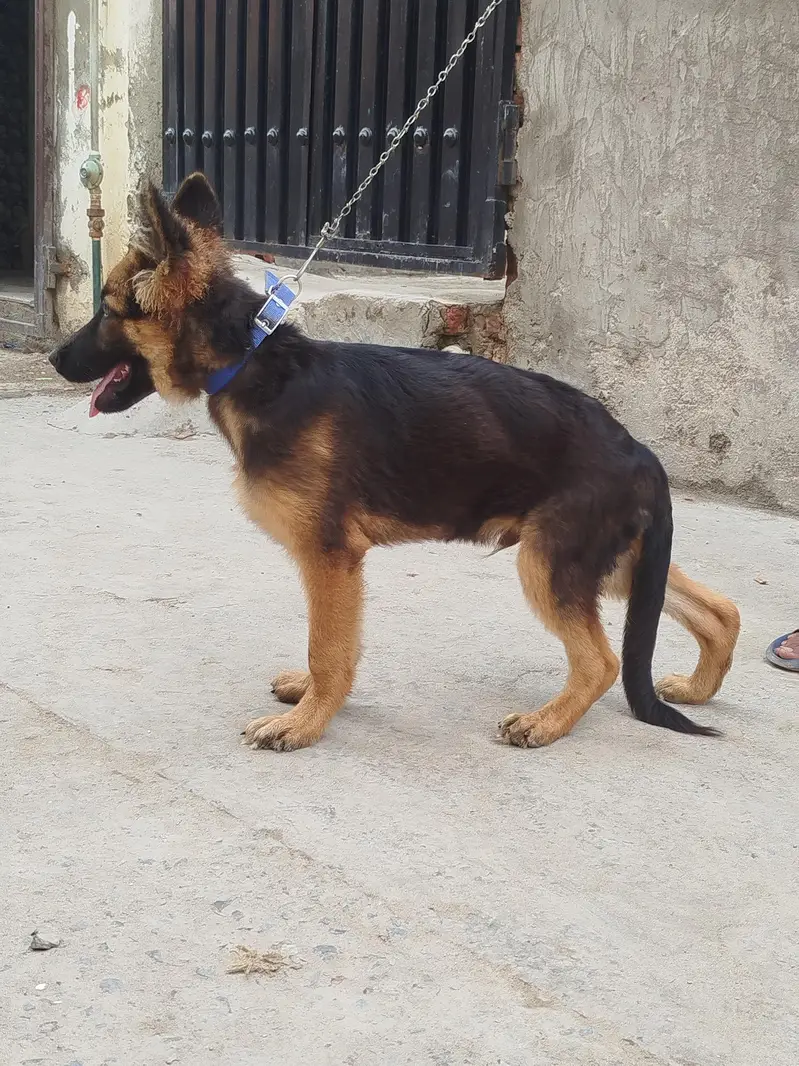 German shepherd Long Coat Male Puppy — photo 2