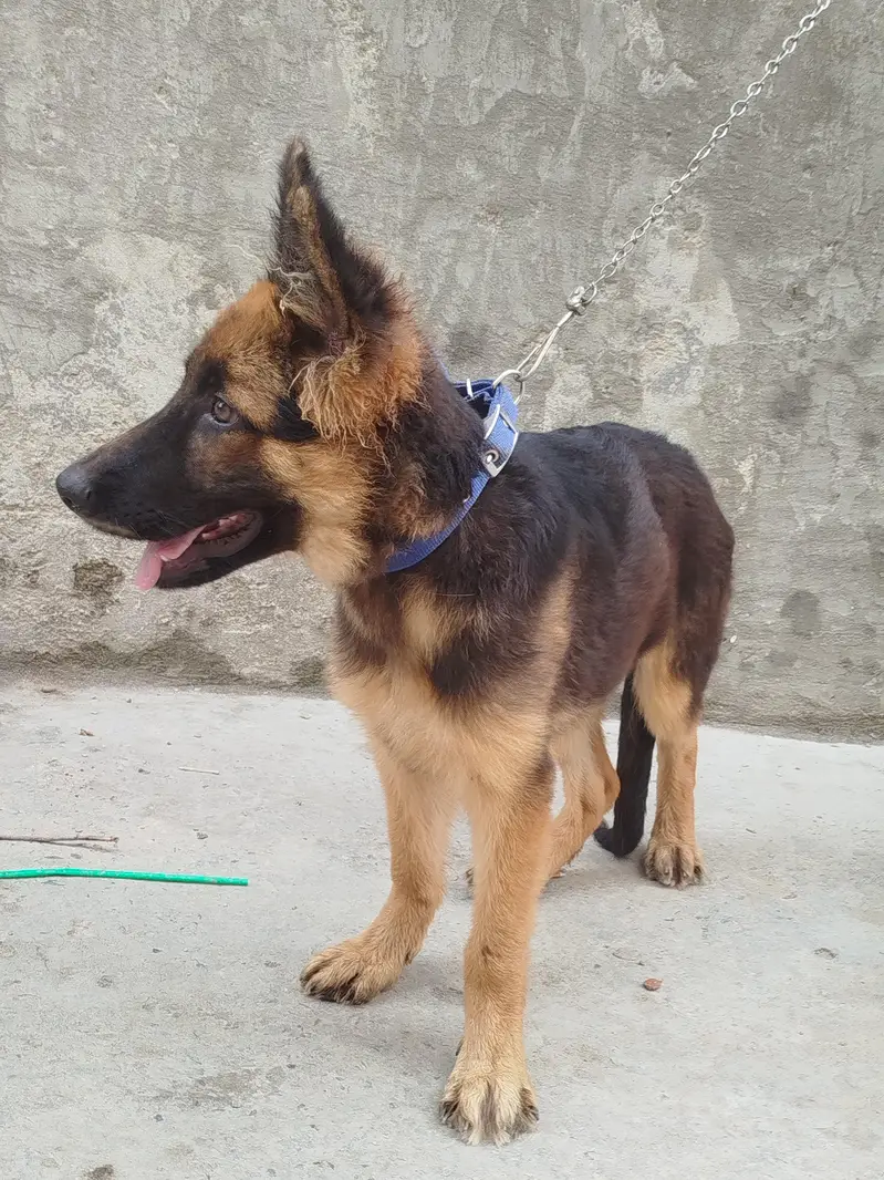German shepherd Long Coat Male Puppy — photo 3