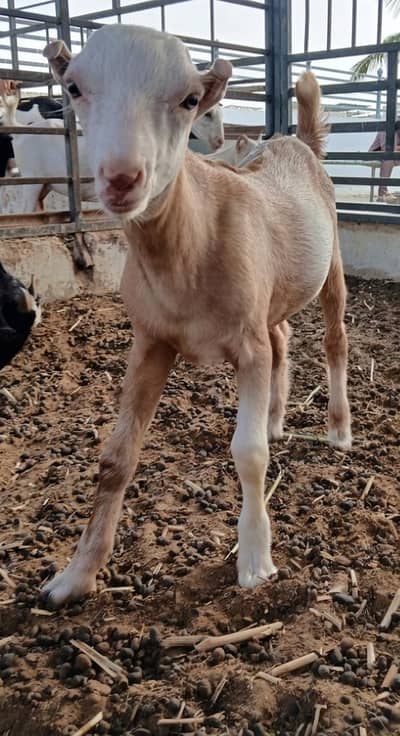 Bakra