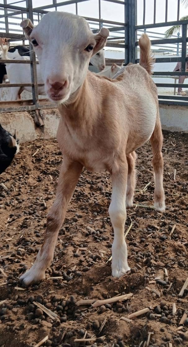 Bakra 0