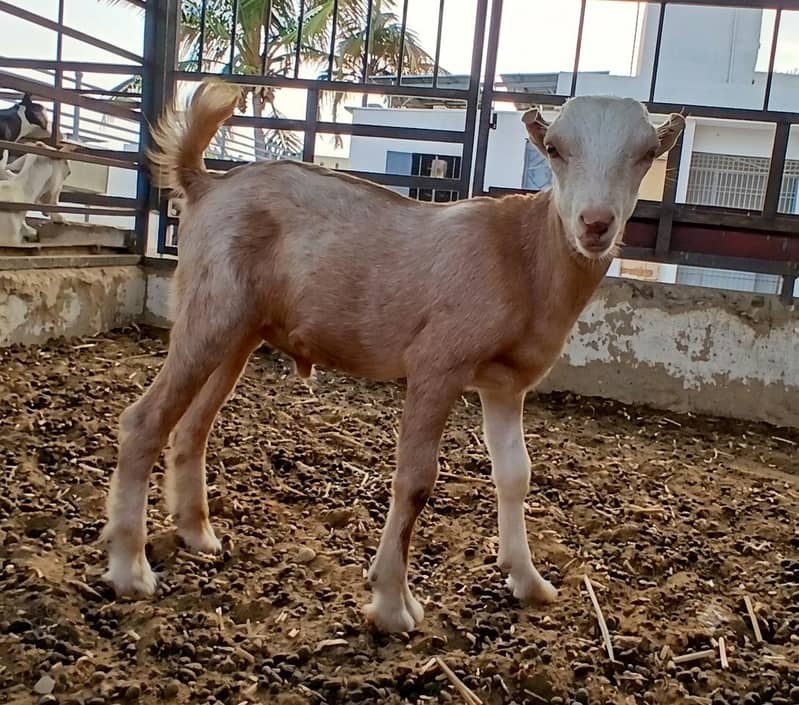 Bakra 1