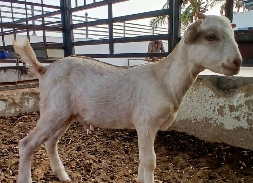 Bakra 2
