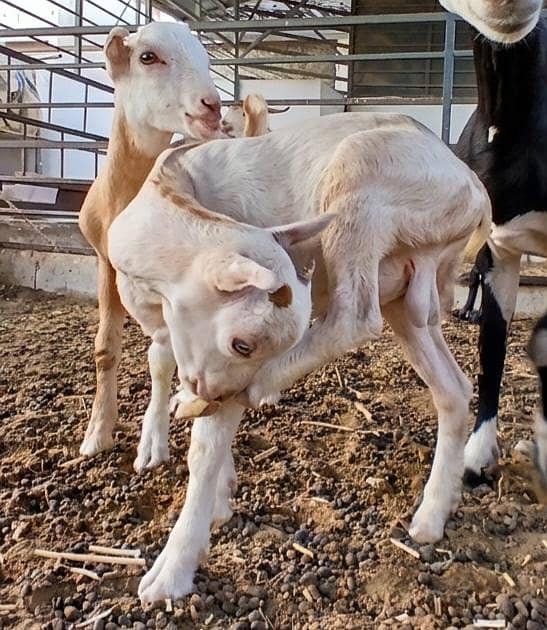 Bakra 3