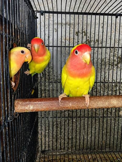 Common Latino (Red Eye) breeder pair with chicks