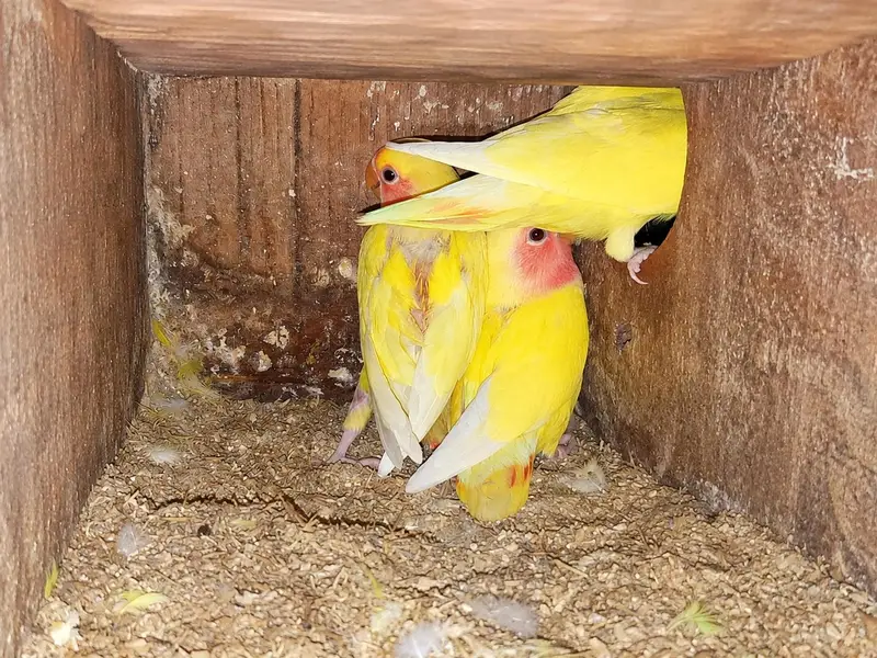 Common Latino (Red Eye) breeder pair with 4 self chicks — photo 2