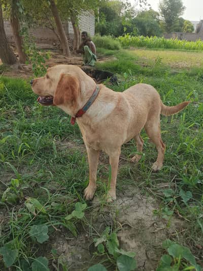 Premium Quality Female Labrador for Sale