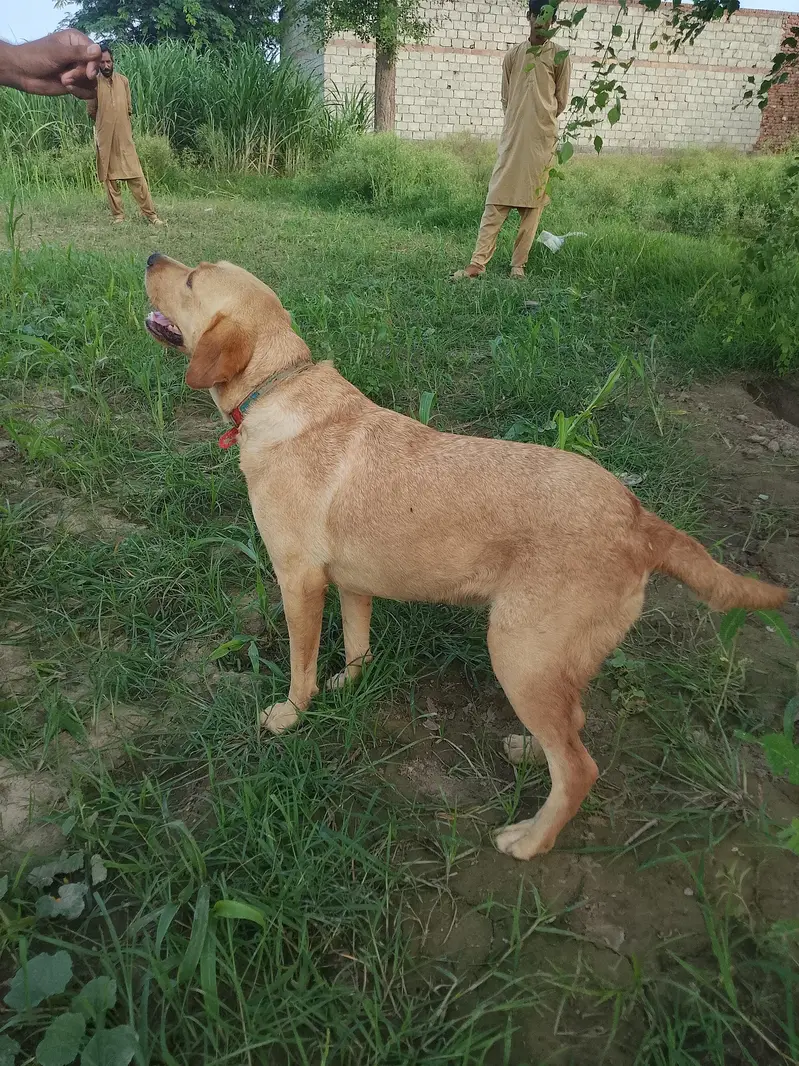 Premium Quality Female Labrador for Sale — photo 3
