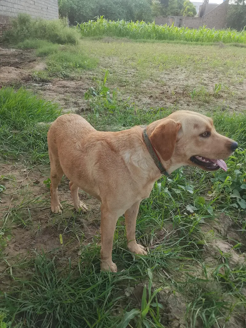 Premium Quality Female Labrador for Sale — photo 4