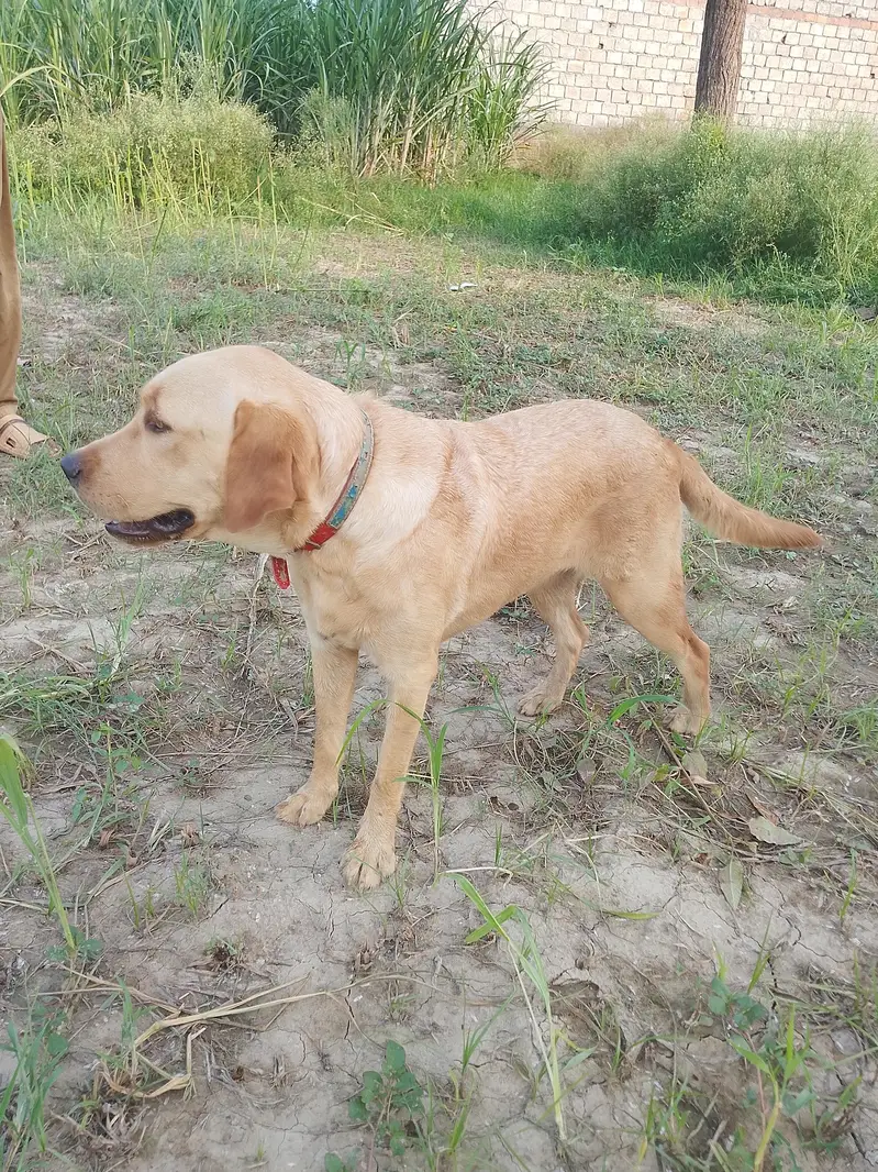 Premium Quality Female Labrador for Sale — photo 6
