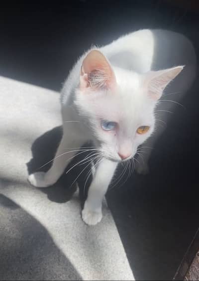 Persion Single coated cats