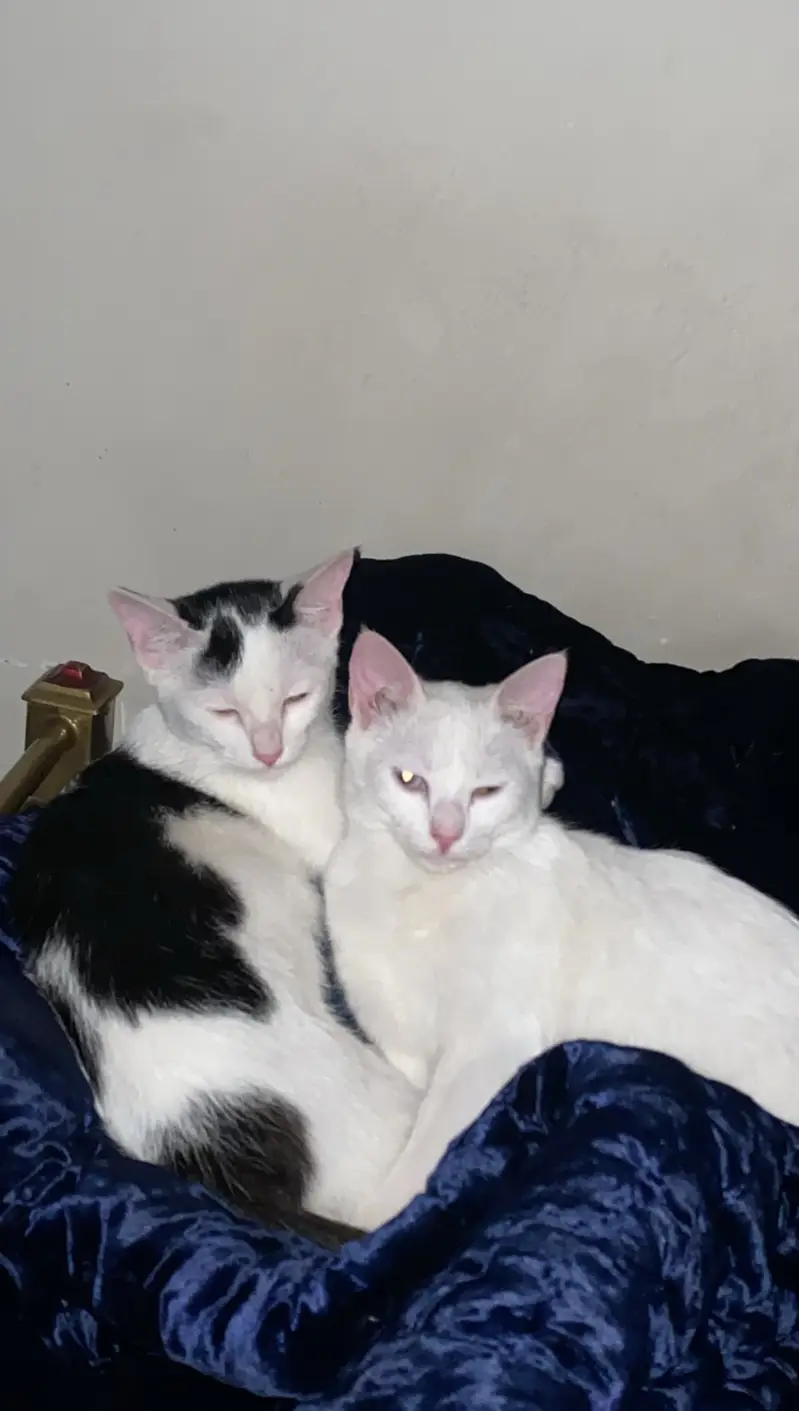 Persion Single coated cats — photo 2