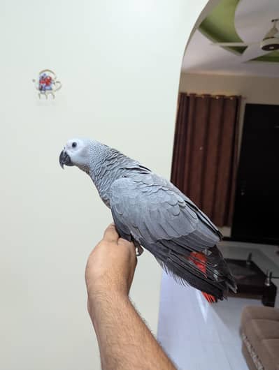 Grey Parrot