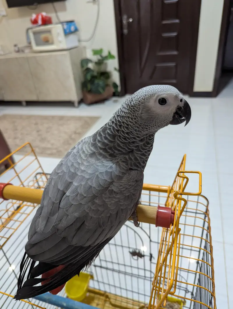 Grey Parrot — photo 2