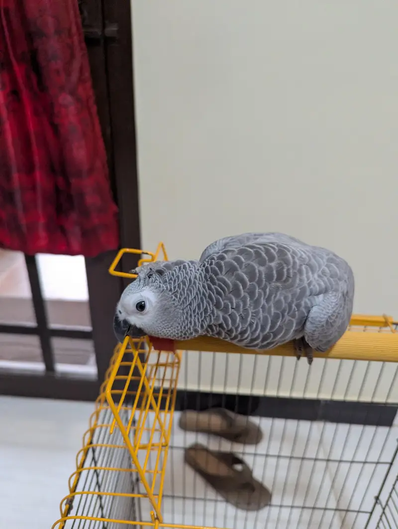 Grey Parrot — photo 3