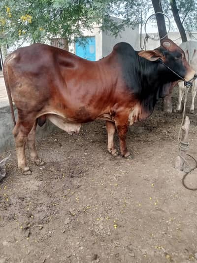 Bachra for sale