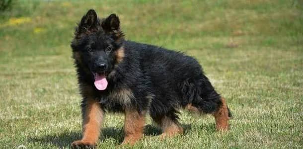 German Shepherd puppies 0313*93*63*417