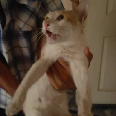 Beautiful orange & white ( Ice cream cat) Handtame cutie pie