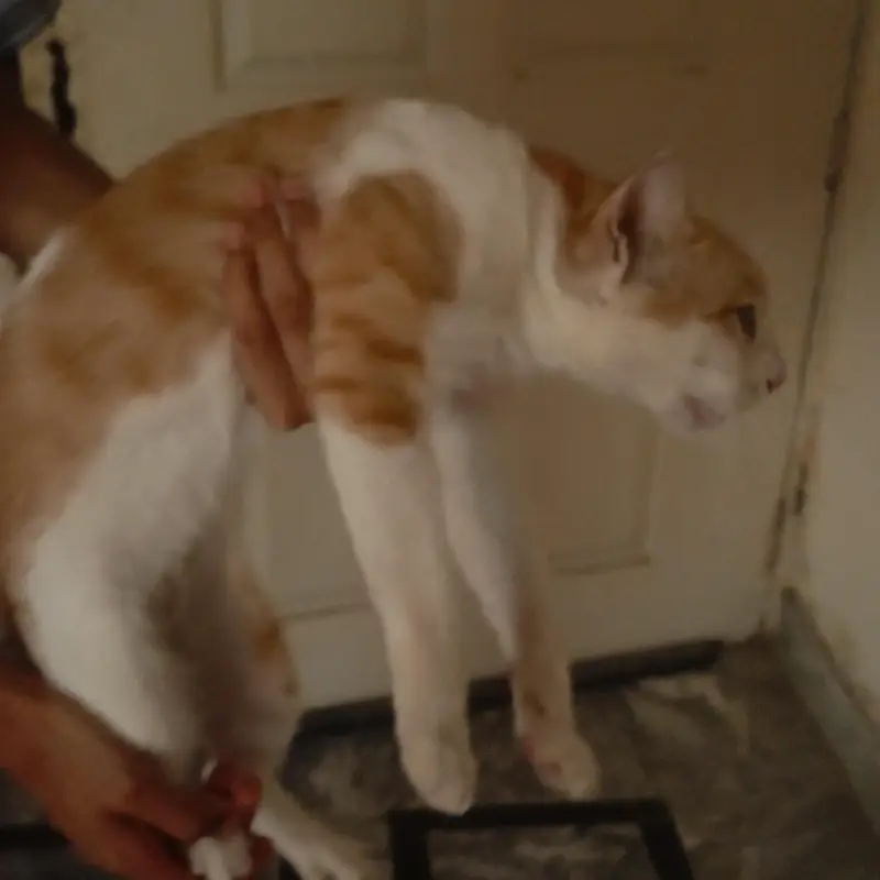 Beautiful orange & white ( Ice cream cat) Handtame cutie pie — photo 2